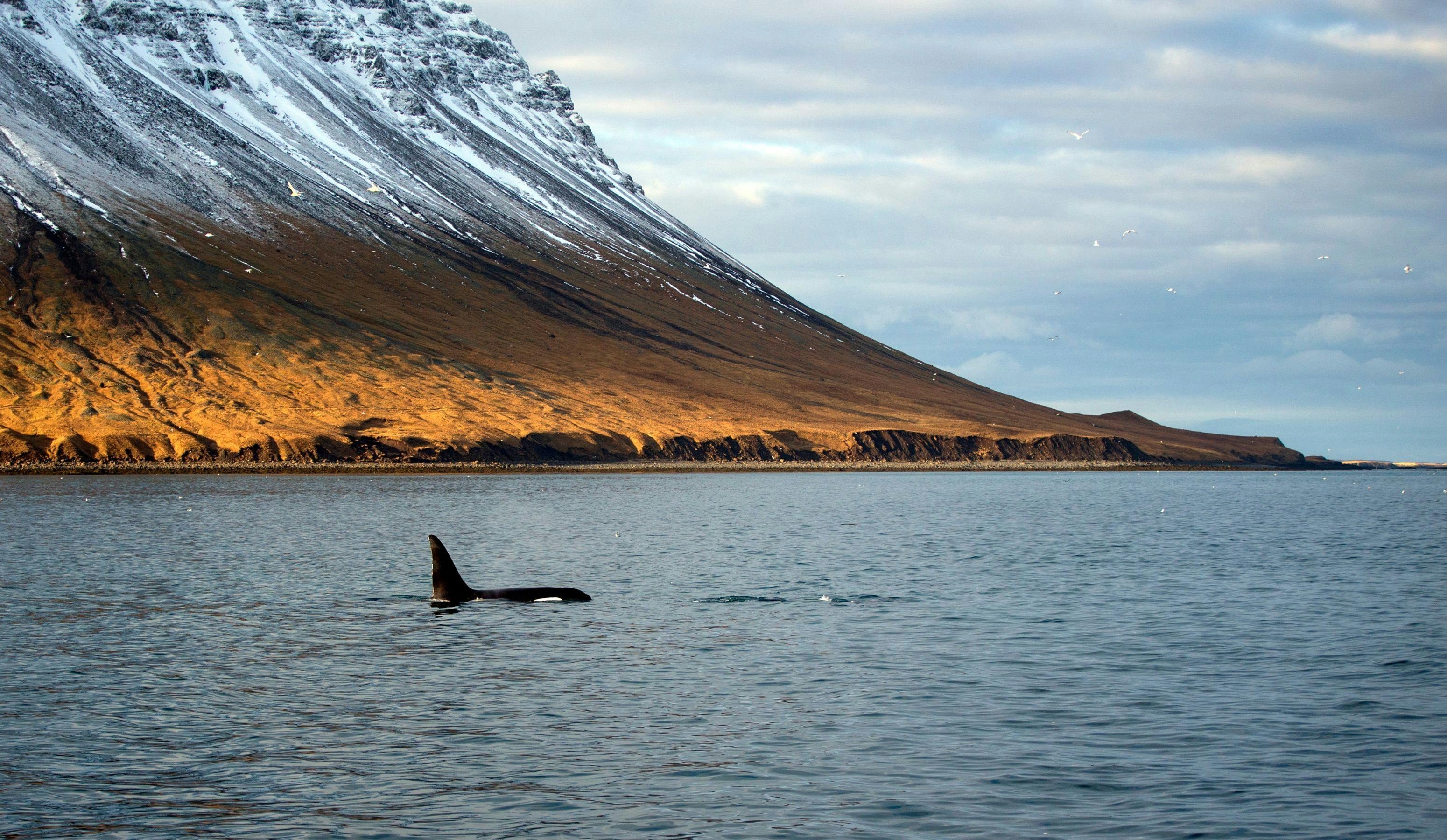 Embark on a Journey of Discovery: Whale Watching in Ólafsvík