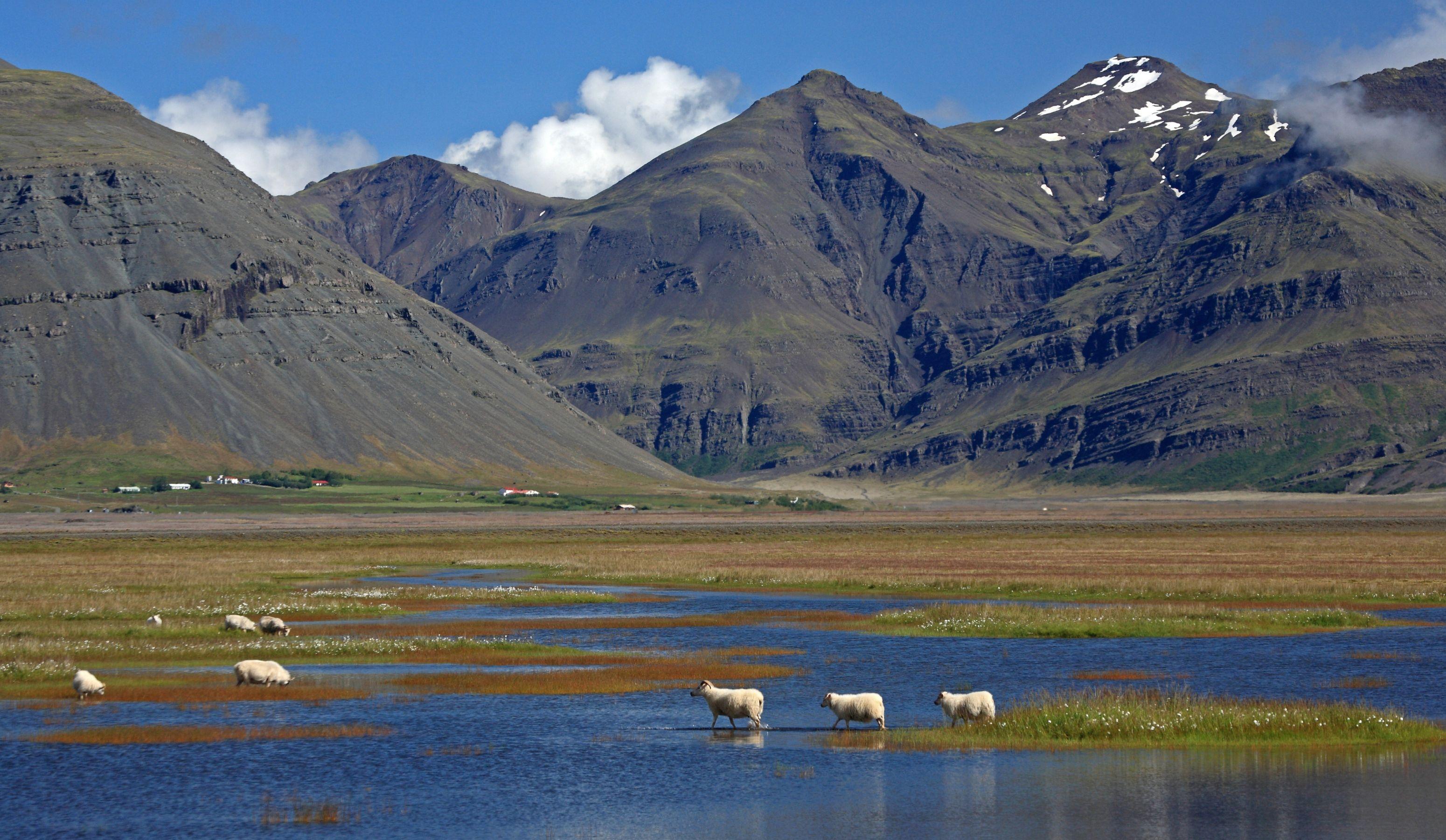 Réttir: Iceland's Annual Sheep Roundup – A Celebration of Tradition and Community