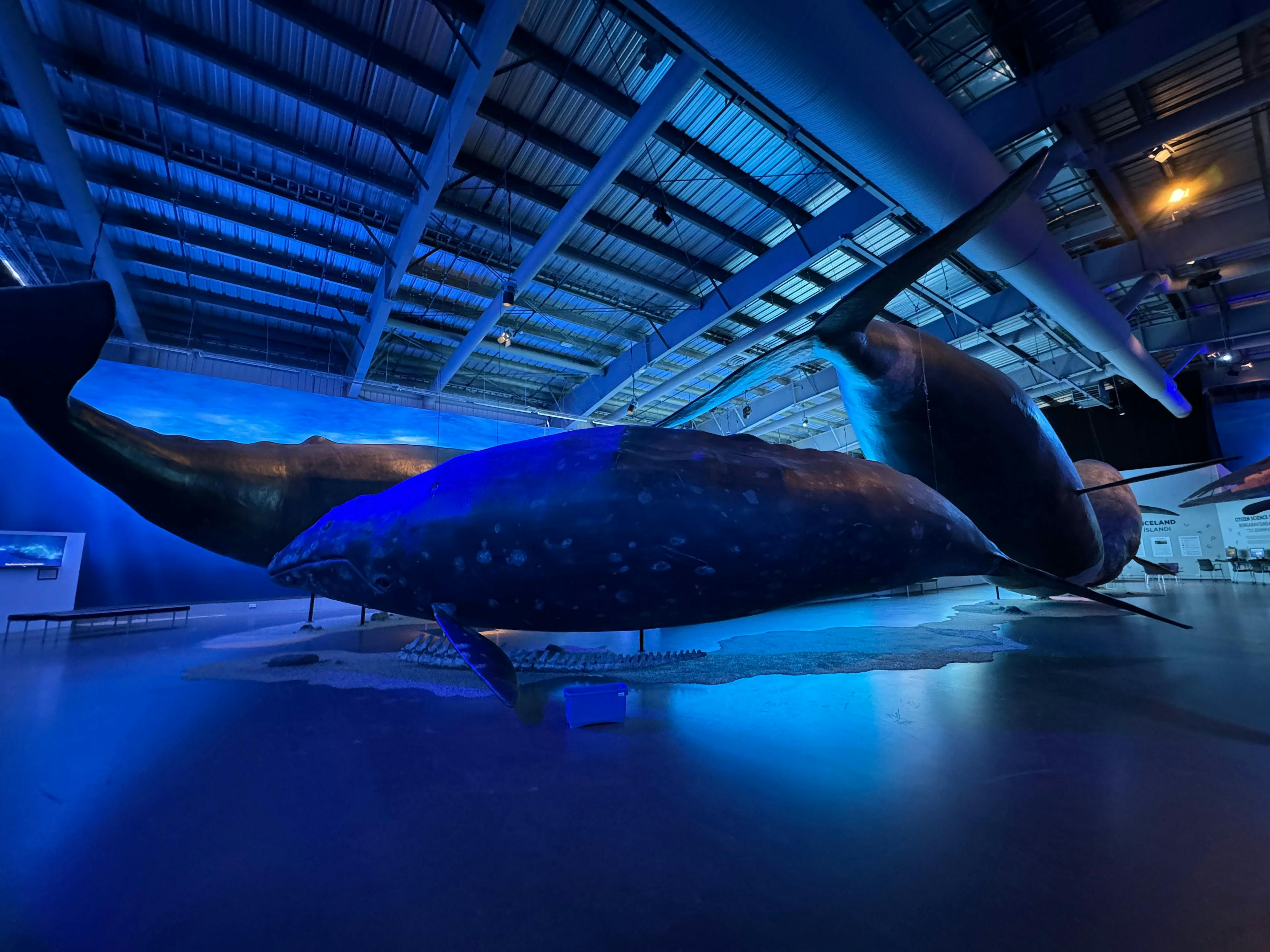 Whales of Iceland Museum, A Journey into the Majestic World of Whales