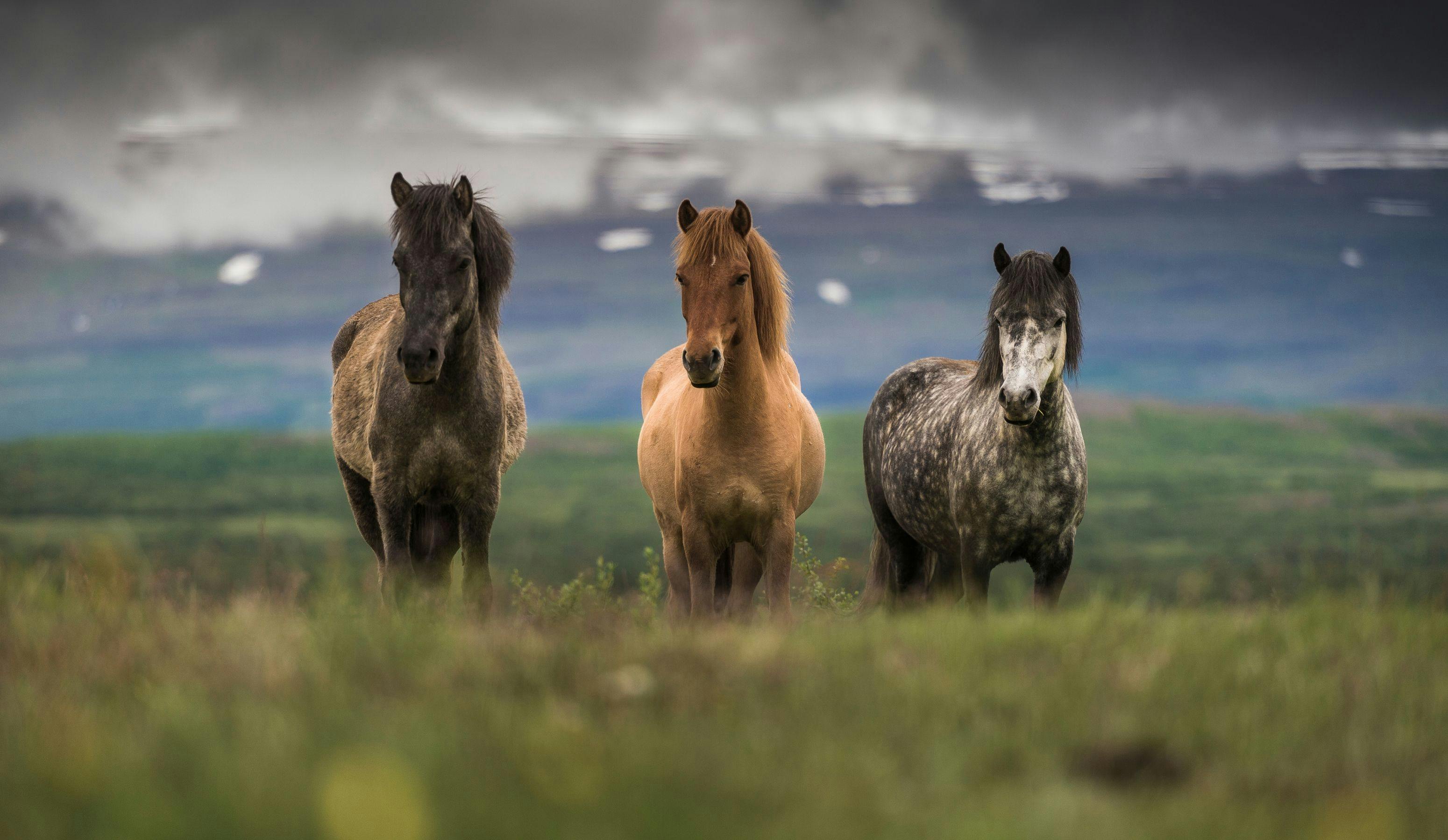 The Unique Charm of Icelandic Horses: A Journey Through History &Modern-Day Interactions