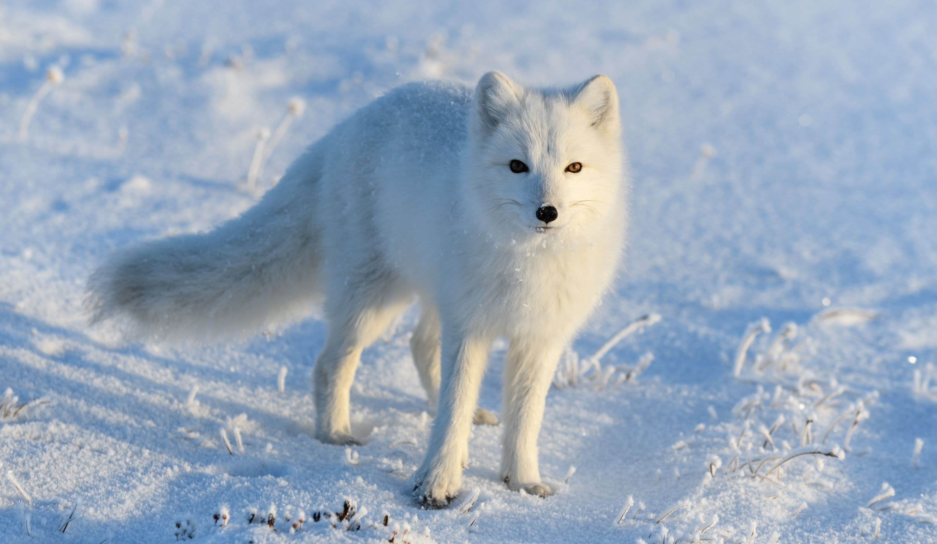 Arctic Fox Wildlife in Iceland: A Look at Conservation Efforts with The Arctic Fox Center